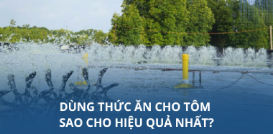 Dùng thức ăn cho tôm sao cho hiệu quả nhất?